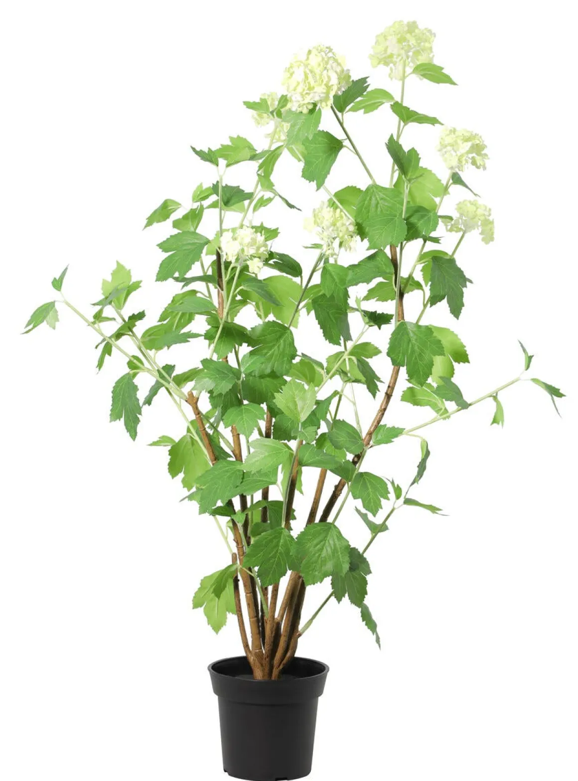 Konstväxt trädgårdshortensia vit, 98 cm